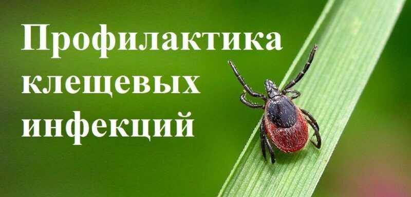 О профилактике инфекций, передающихся при укусе клещей.