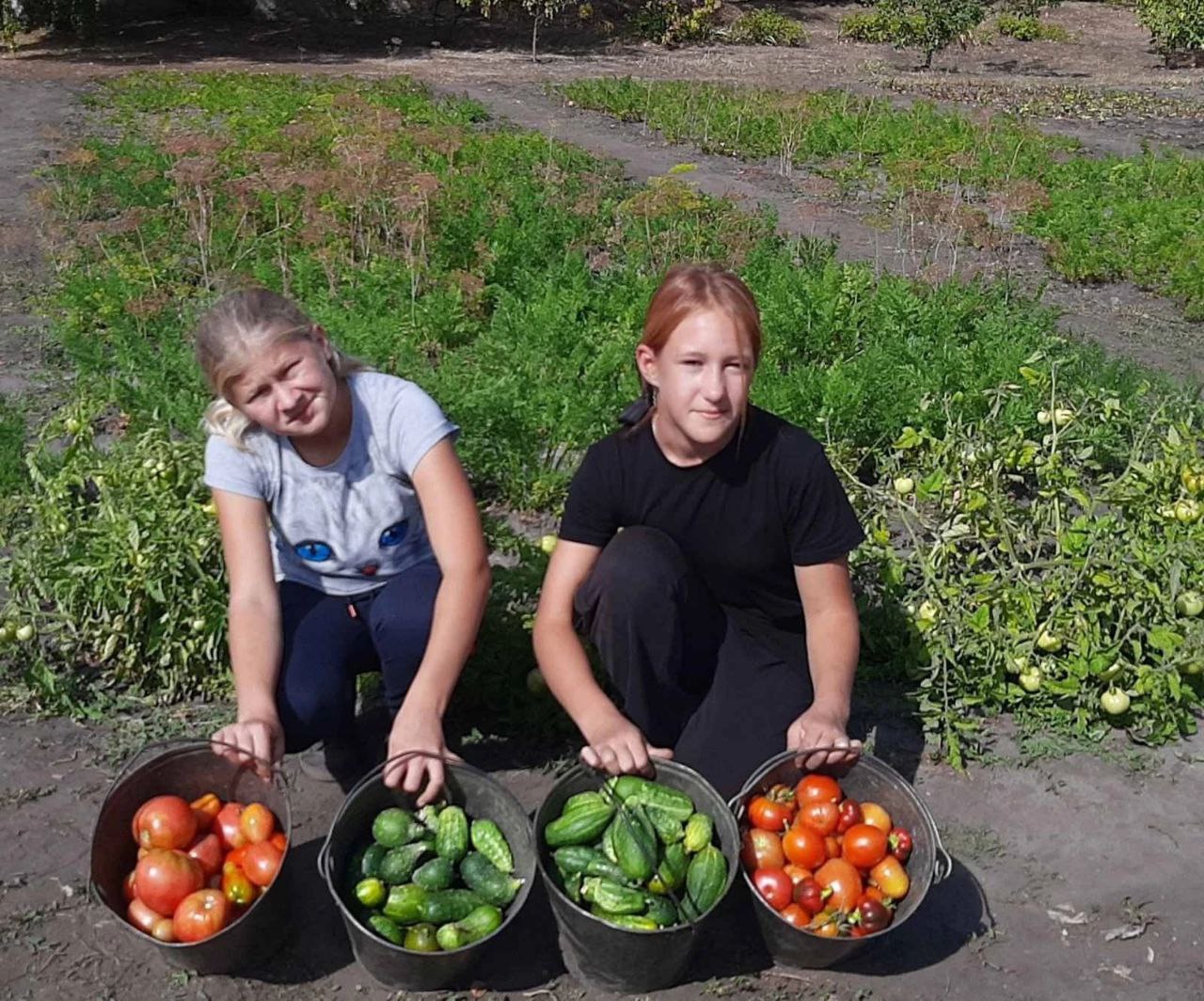 В школьных огородах выращивают овощи для столовых.